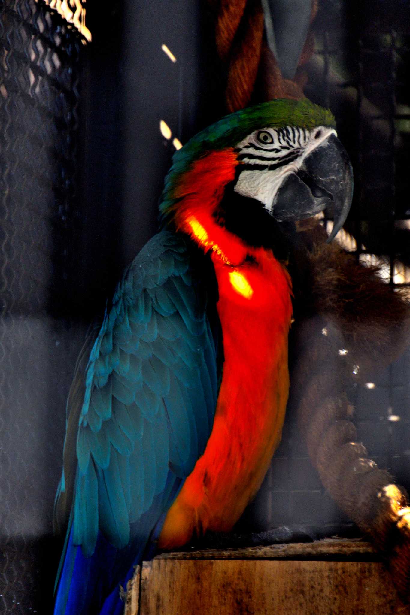 豊橋市総合動植物園 ルリコンゴウインコの写真 by よつくん