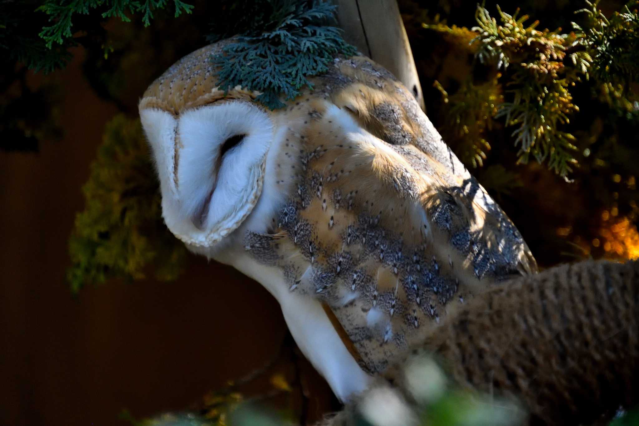 Western Barn Owl