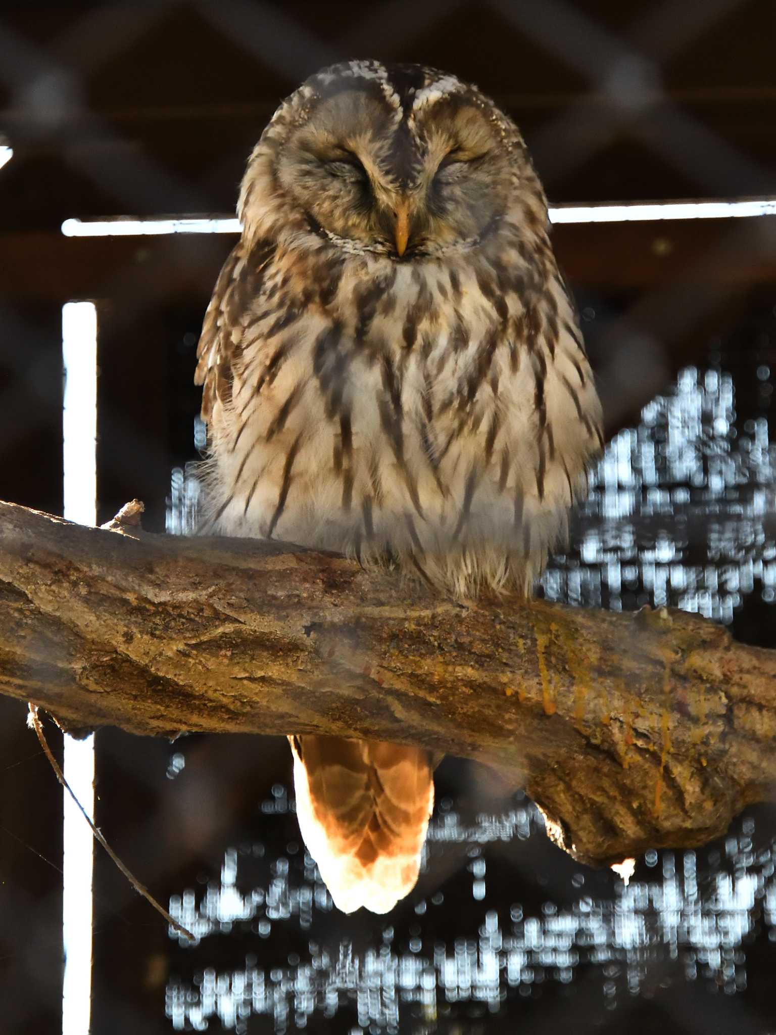 Ural Owl