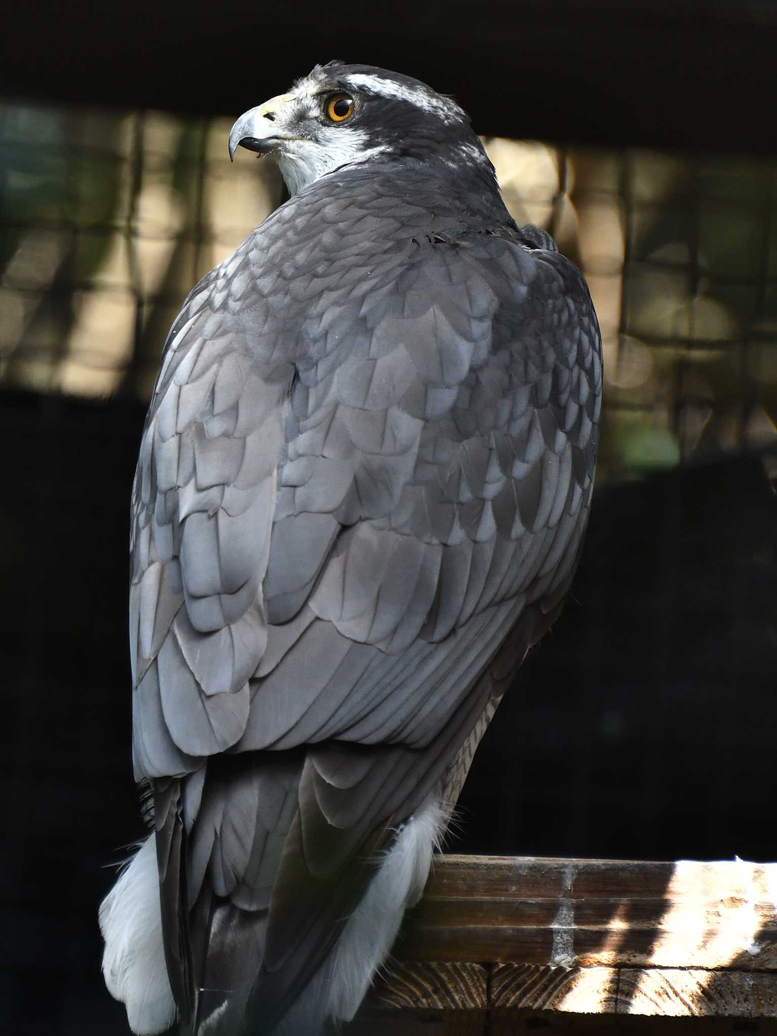 Peregrine Falcon