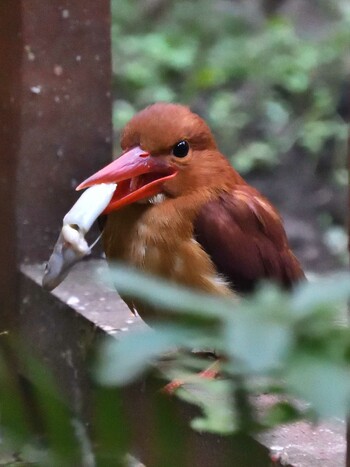 アカショウビン 豊橋市総合動植物園 2021年11月5日(金)