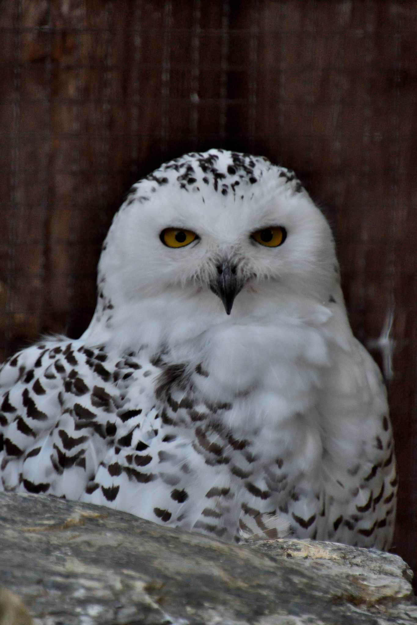 Photo of Snowy Owl at 豊橋市総合動植物園 by よつくん