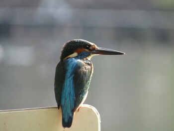 Common Kingfisher Inokashira Park Sun, 11/7/2021