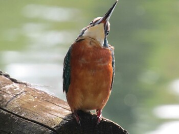 カワセミ 井の頭公園 2021年11月7日(日)