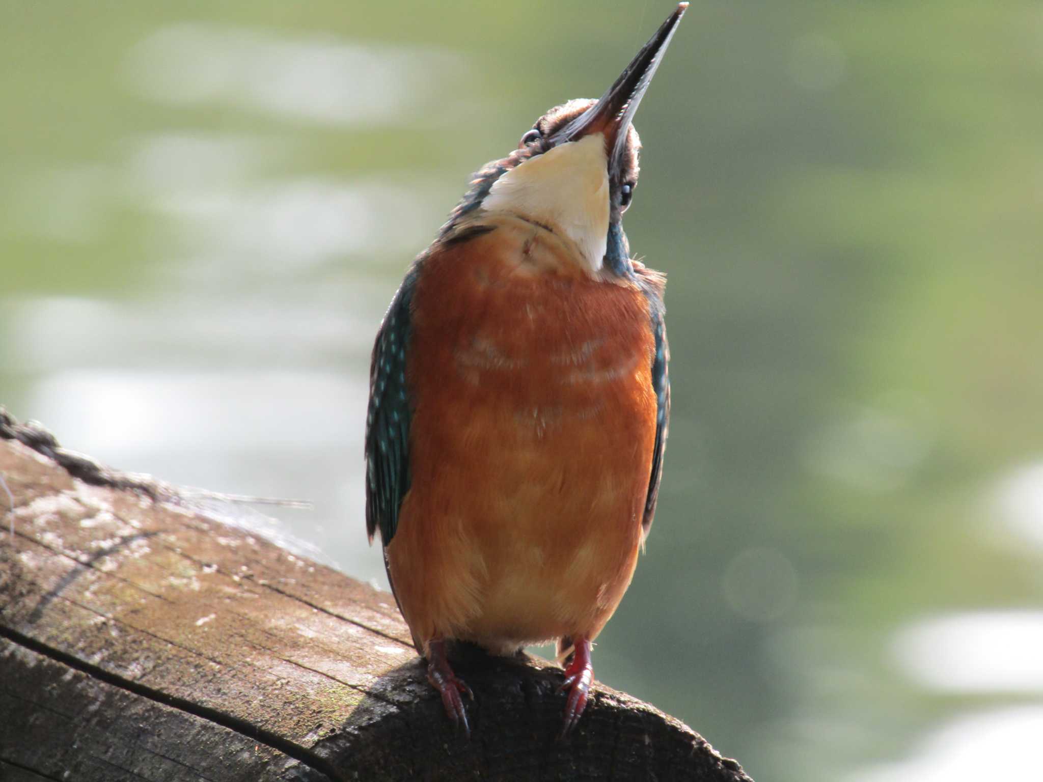 井の頭公園 カワセミの写真 by ohi