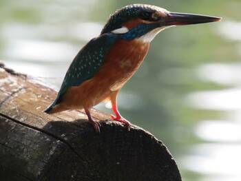 Common Kingfisher Inokashira Park Sun, 11/7/2021