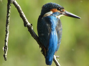 Common Kingfisher Inokashira Park Sun, 11/7/2021