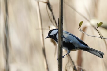 Japanese Tit Kitamoto Nature Observation Park Thu, 11/4/2021