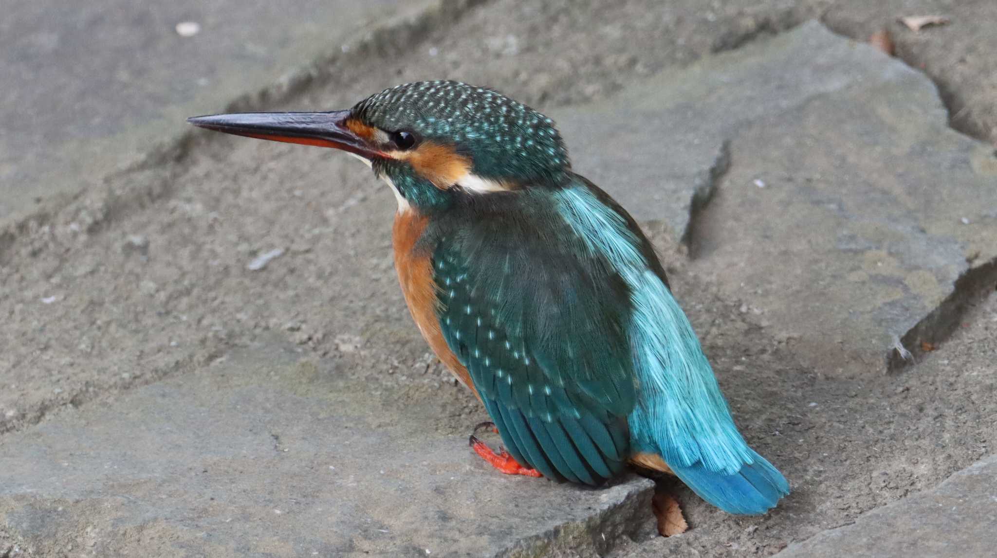 雄のカワセミの後ろに by okkey