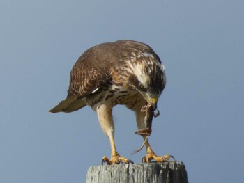 Grey-faced Buzzard Yoron Island Sun, 11/7/2021