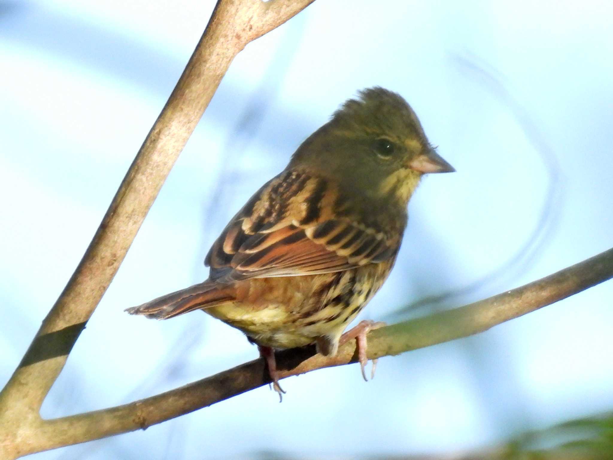Photo of Grey Bunting at 各務野自然遺産の森 by 寅次郎
