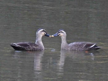 Eastern Spot-billed Duck 各務野自然遺産の森 Sun, 11/7/2021