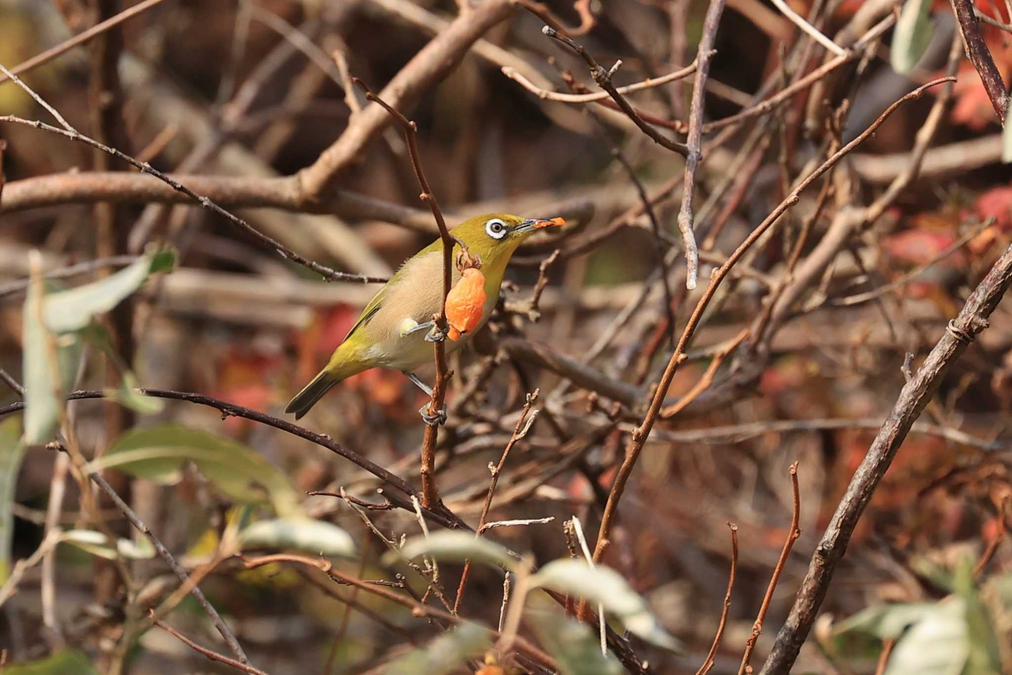 Warbling White-eye