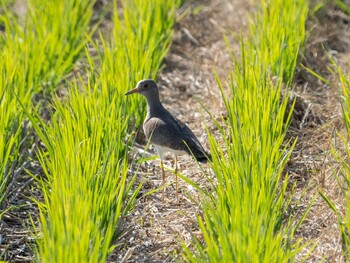 ケリ 板倉町 2021年11月7日(日)