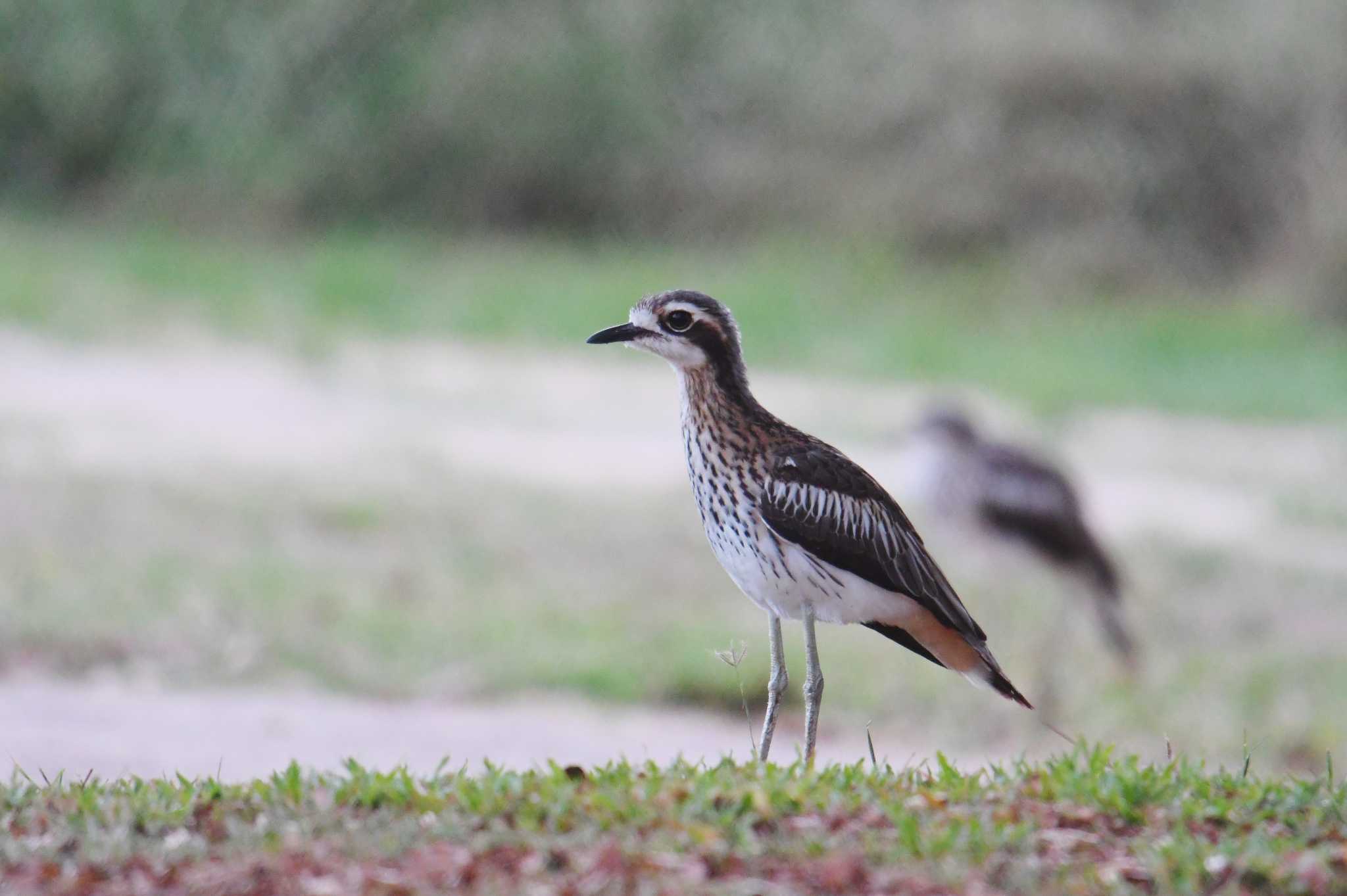 Bush Stone-curlew