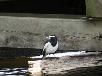 Japanese Wagtail Mizumoto Park Sun, 11/7/2021