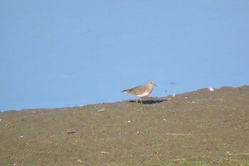 2021年11月3日(水) 伊佐沼の野鳥観察記録