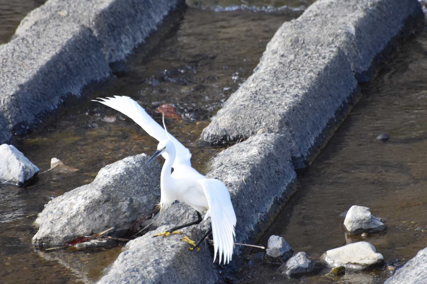 東京都八王子市 コサギの写真 by 嵐翠