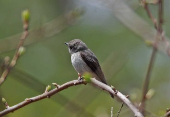 Asian Brown Flycatcher 山梨県 Wed, 5/3/2017