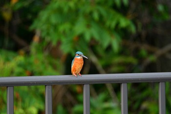 Common Kingfisher 大宜味村 Sun, 11/7/2021