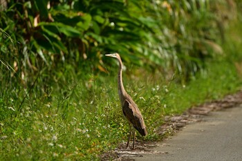 Purple Heron 大宜味村 Sun, 11/7/2021