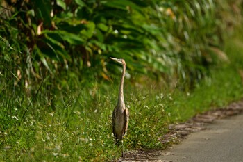 Purple Heron 大宜味村 Sun, 11/7/2021