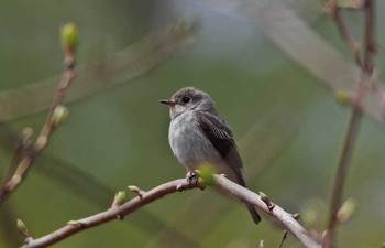 Asian Brown Flycatcher 山梨県 Wed, 5/3/2017