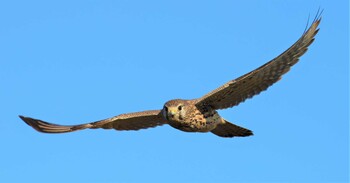 Common Kestrel 湖北野鳥センター Sat, 11/6/2021