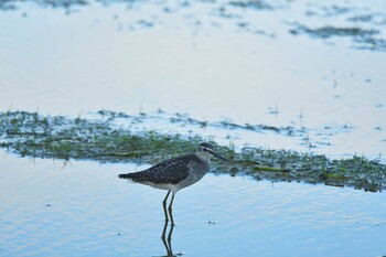 Wood Sandpiper 金武町田いも畑(沖縄県) Sun, 11/7/2021