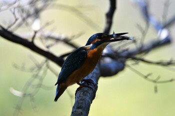 Common Kingfisher Machida Yakushiike Park Fri, 11/5/2021