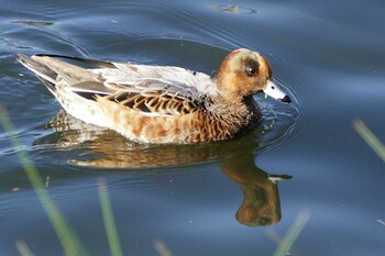 Eurasian Wigeon 東京都 Wed, 11/3/2021