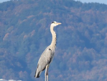 2021年11月3日(水) 諏訪湖の野鳥観察記録