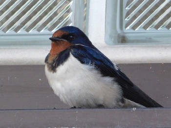 Barn Swallow 紀ノ川 Sun, 5/7/2017