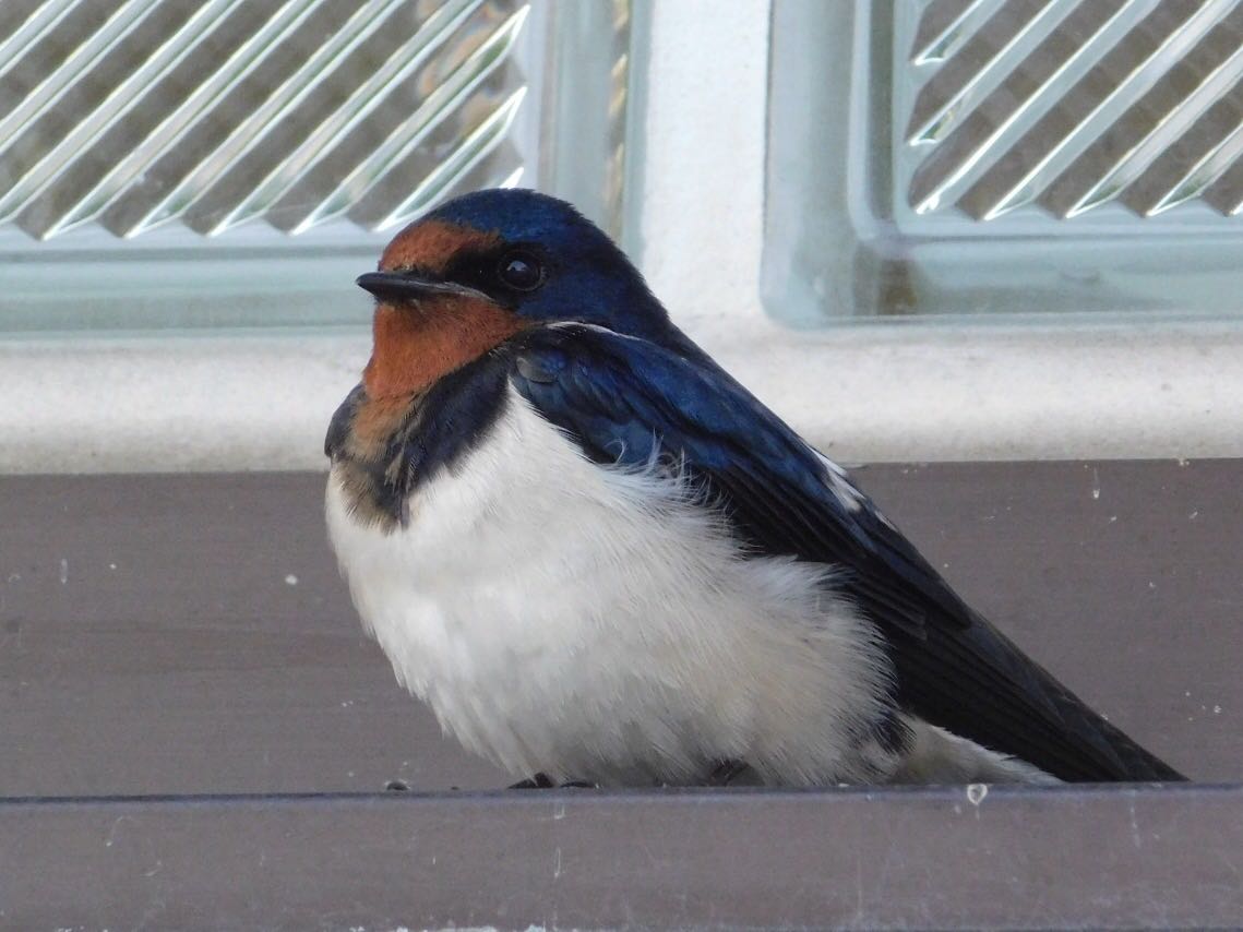 Photo of Barn Swallow at 紀ノ川 by ヨウコ