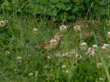 ヒバリ 紀ノ川 2017年5月7日(日)