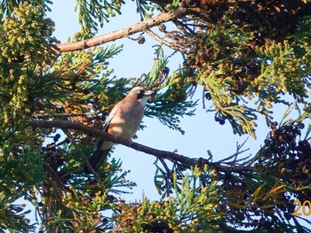 Eurasian Jay 岩手　庭先 Sun, 11/7/2021