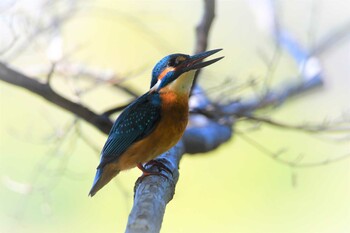 Common Kingfisher Machida Yakushiike Park Fri, 11/5/2021