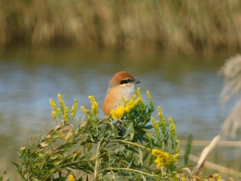 モズ 東京港野鳥公園 2021年11月6日(土)