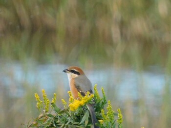 モズ 東京港野鳥公園 2021年11月6日(土)