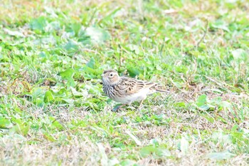 ヒバリ 多摩川(京王電鉄相模原線鉄橋付近) 2021年11月7日(日)