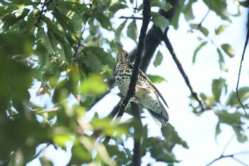 2021年11月4日(木) 林試の森公園の野鳥観察記録