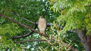 Eurasian Sparrowhawk 淀川河川公園 Sun, 11/7/2021