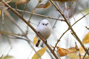 シマエナガ 緑ヶ丘公園 2021年11月6日(土)