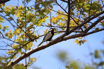 Japanese Tit Unknown Spots Thu, 5/4/2017