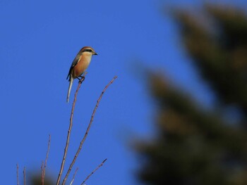 2021年11月6日(土) 相模原市の野鳥観察記録