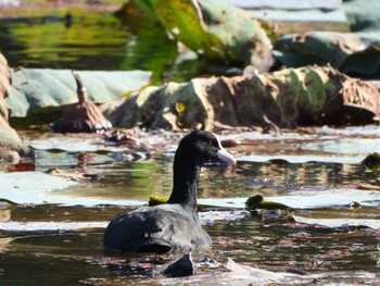 2021年11月7日(日) 服部緑地の野鳥観察記録