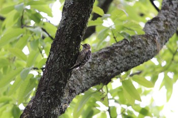 Japanese Pygmy Woodpecker Unknown Spots Wed, 5/3/2017