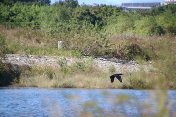 カワウ 多摩川 2021年10月23日(土)