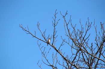 Eurasian Tree Sparrow 多摩川 Sat, 10/23/2021