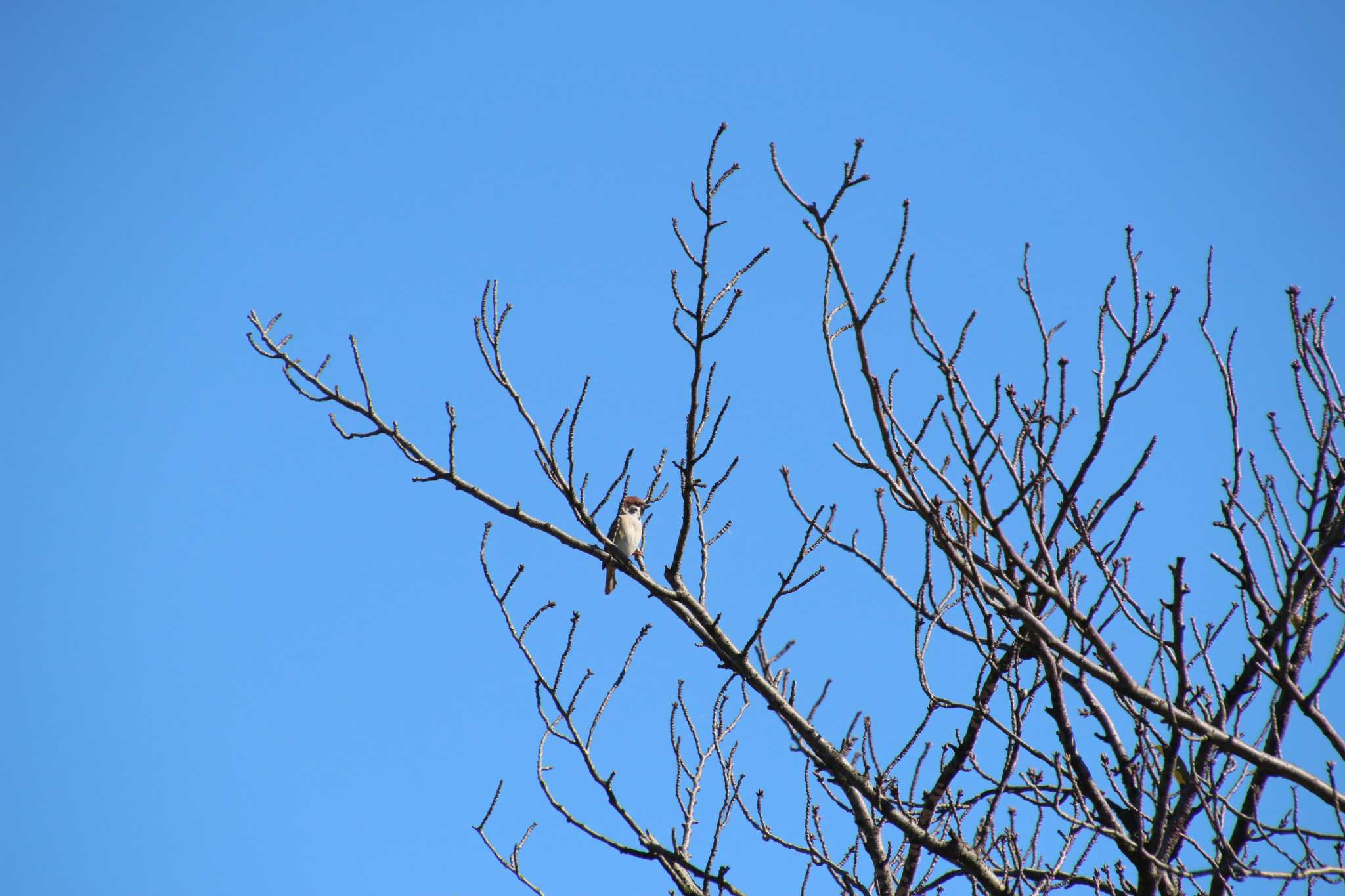 Photo of Eurasian Tree Sparrow at 多摩川 by るなりん